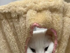 仙人のような猫