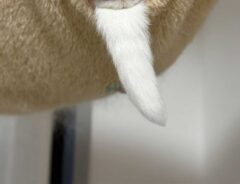 仙人のような猫