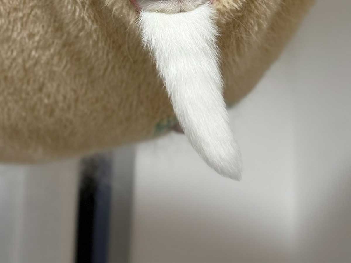 仙人のような猫