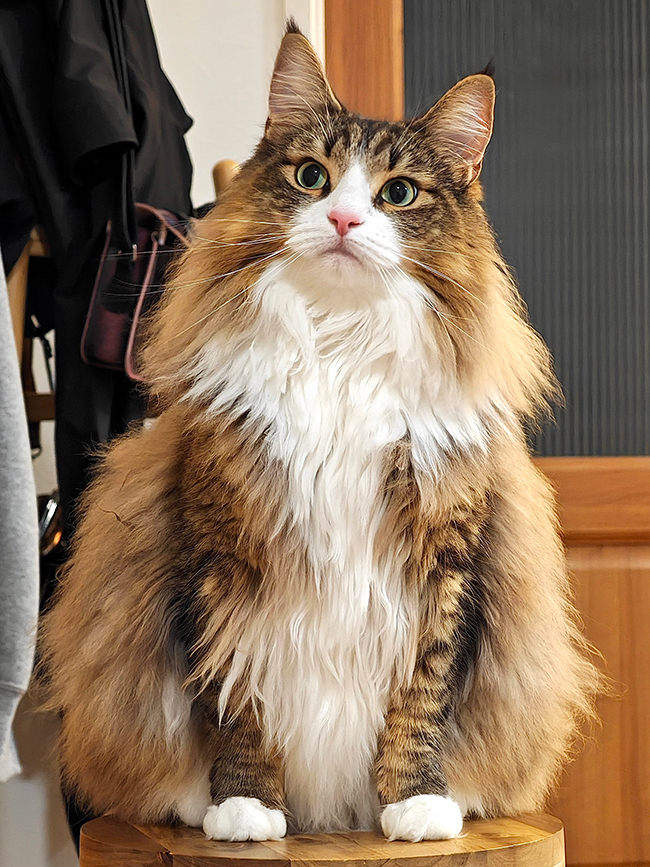 猫
