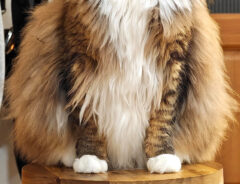 猫