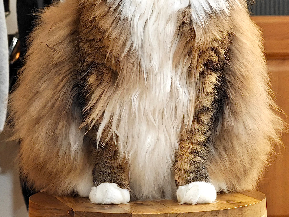 猫