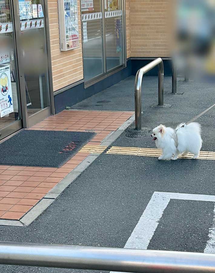 犬の写真