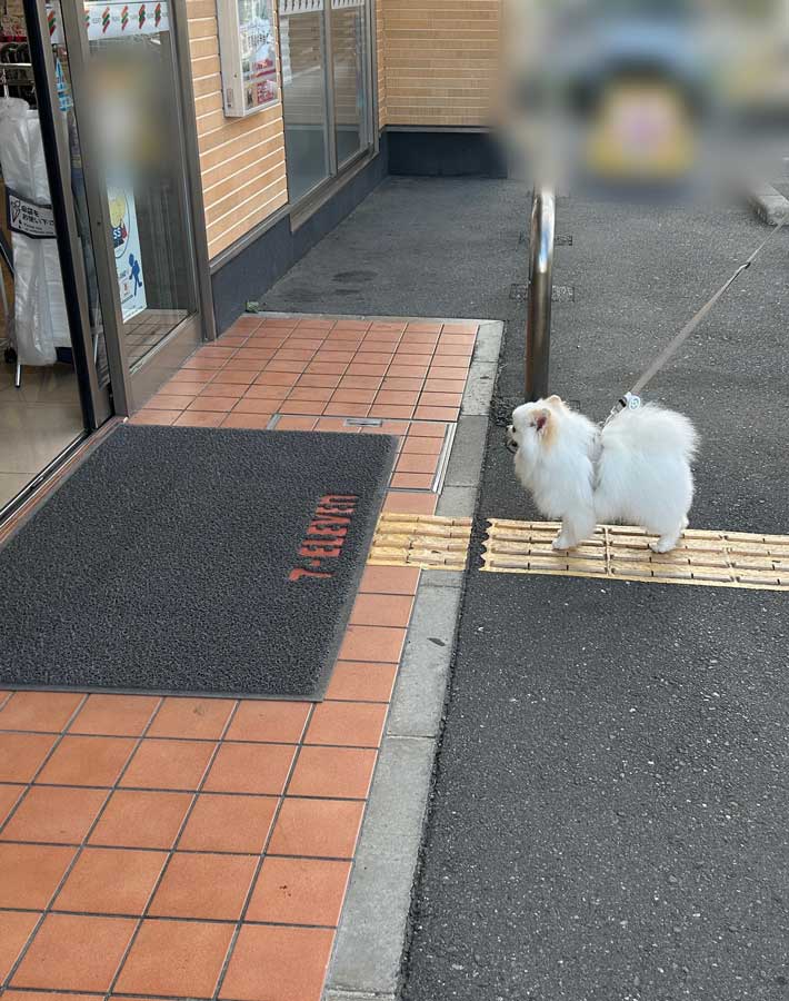 犬の写真