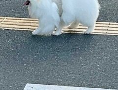 犬の写真
