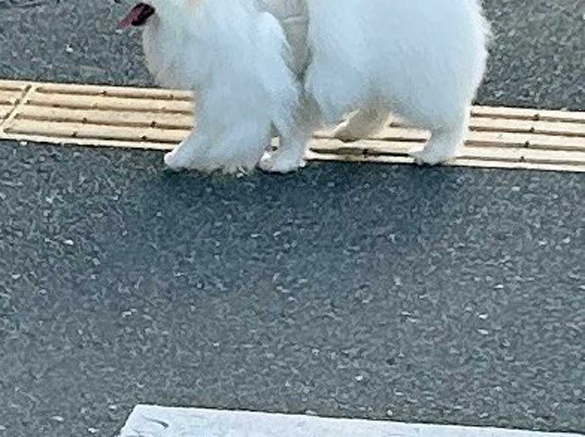 犬の写真