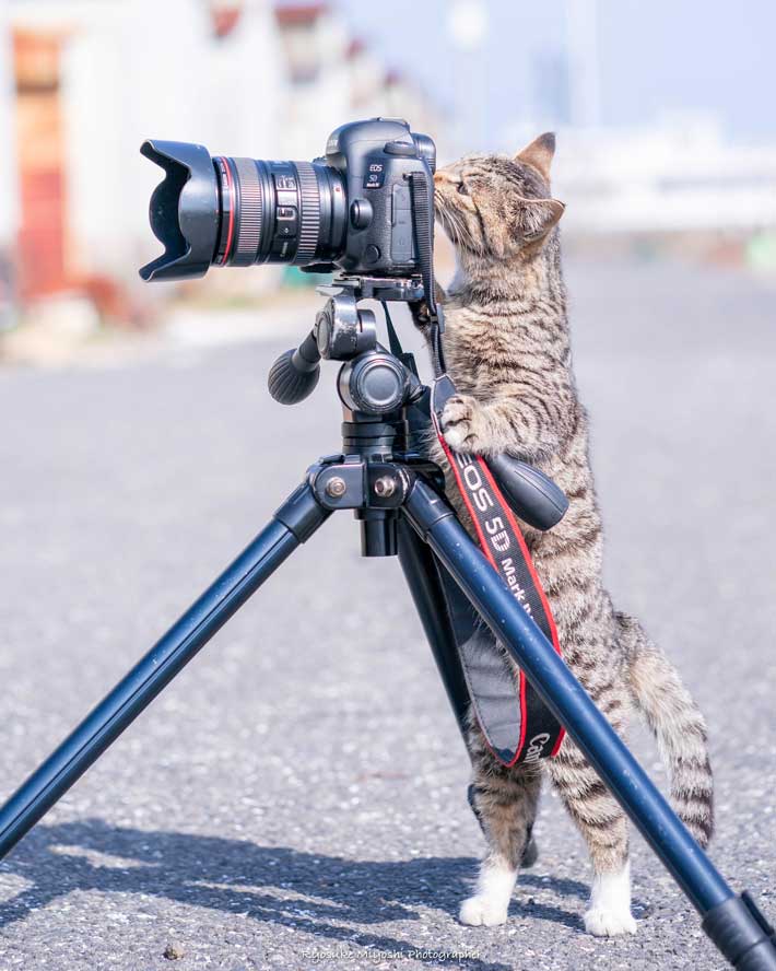 カメラに興味津々な猫