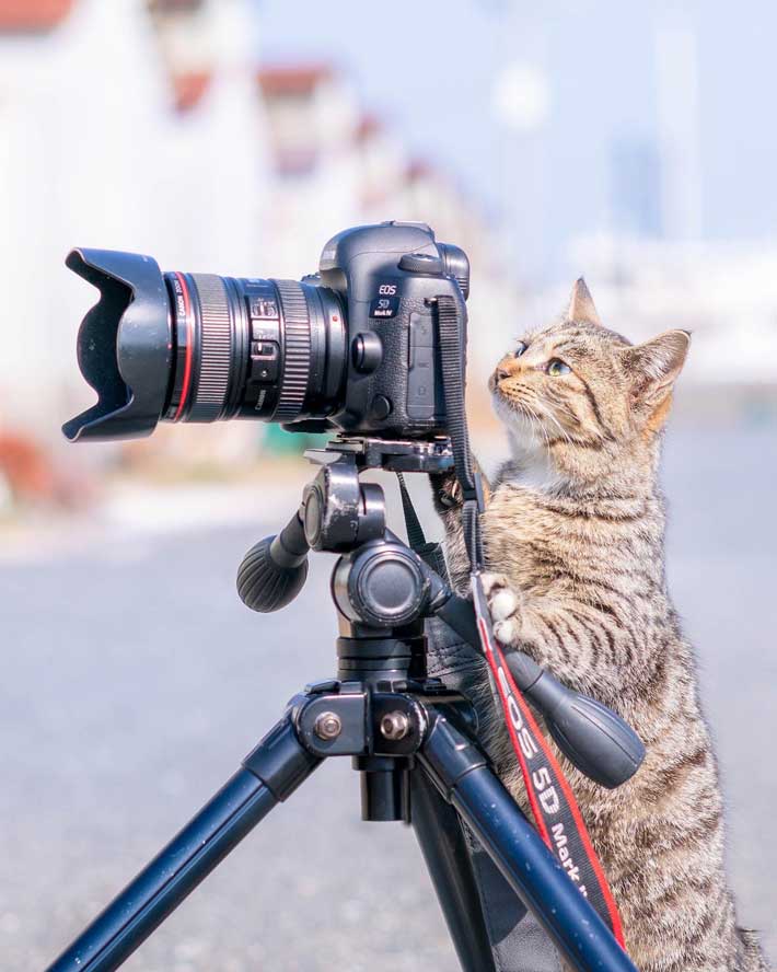 カメラに興味津々な猫