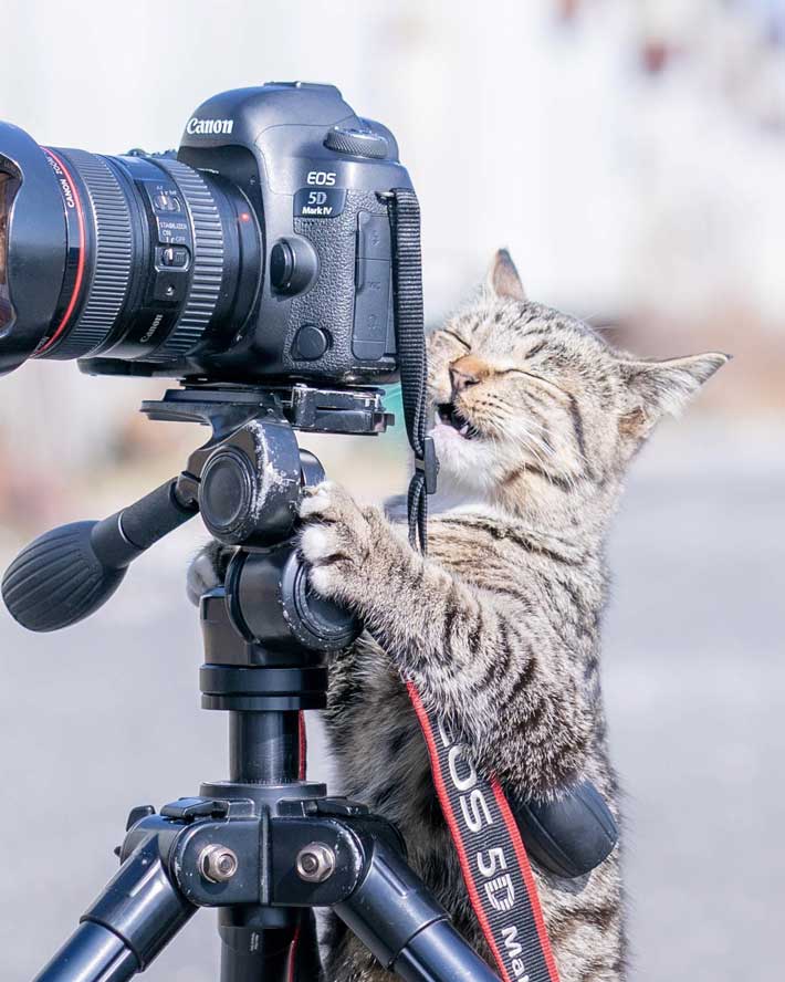 満面の笑みの猫