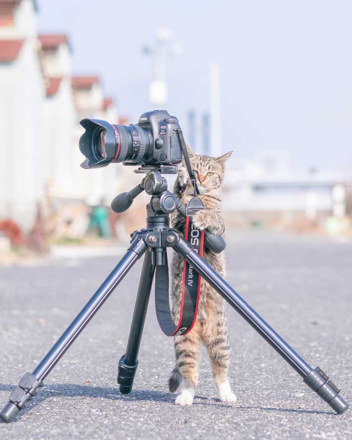 真顔になる猫