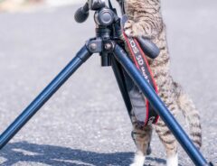 カメラに興味津々な猫