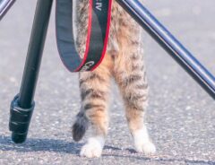 カメラに興味津々な猫