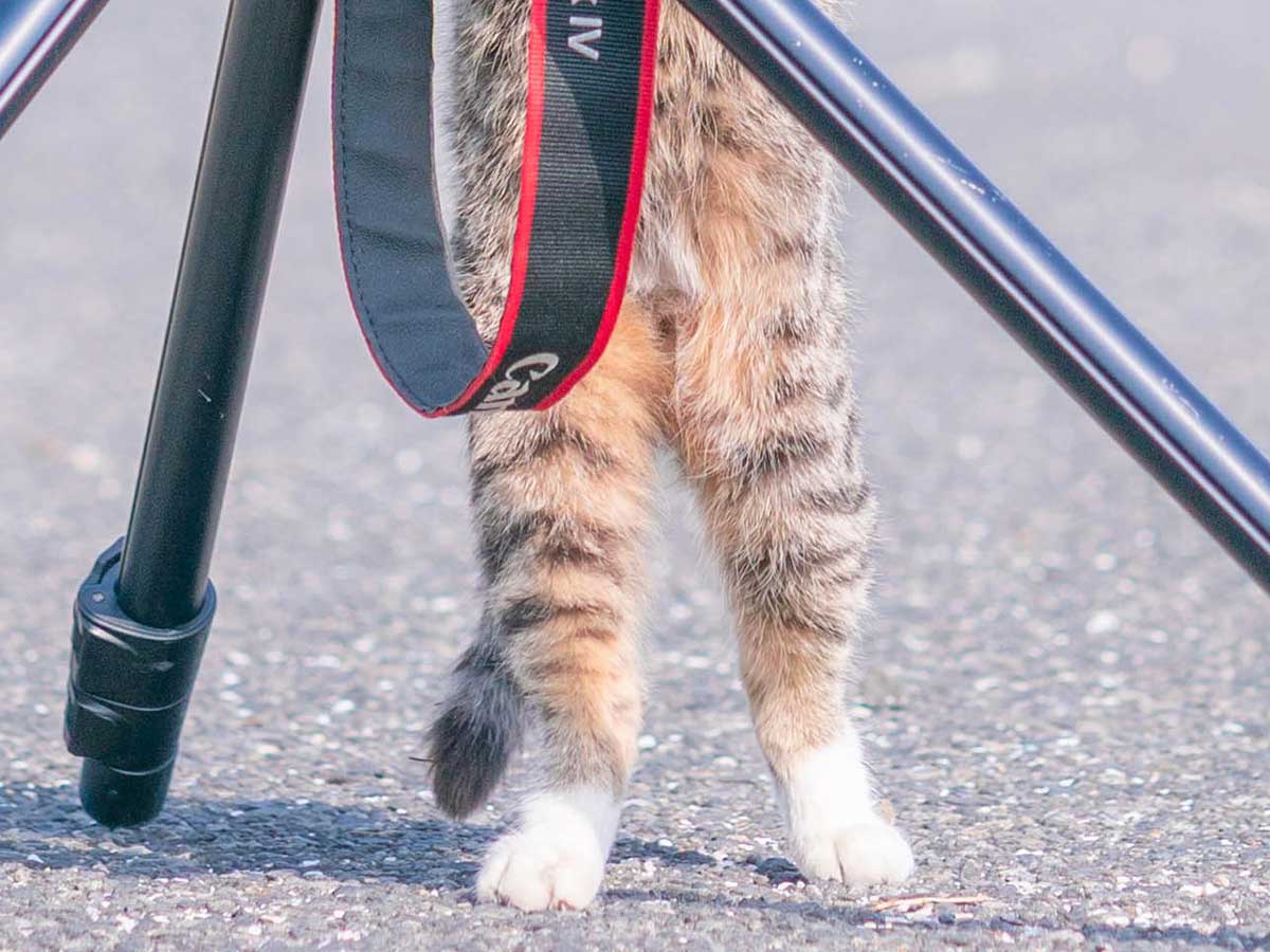 カメラに興味津々な猫