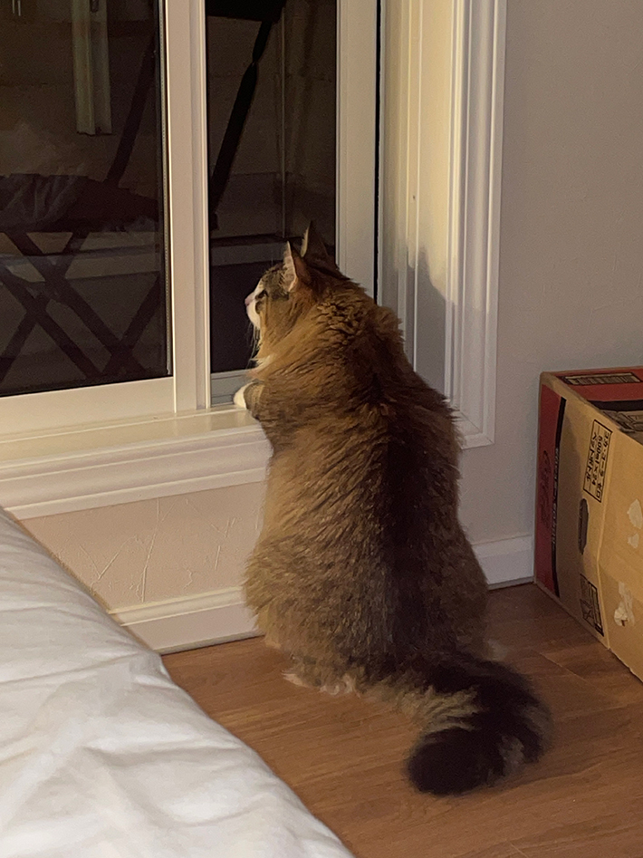 猫の写真