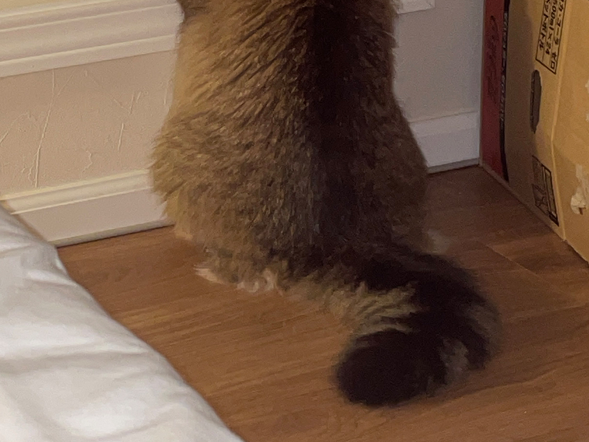 猫の写真