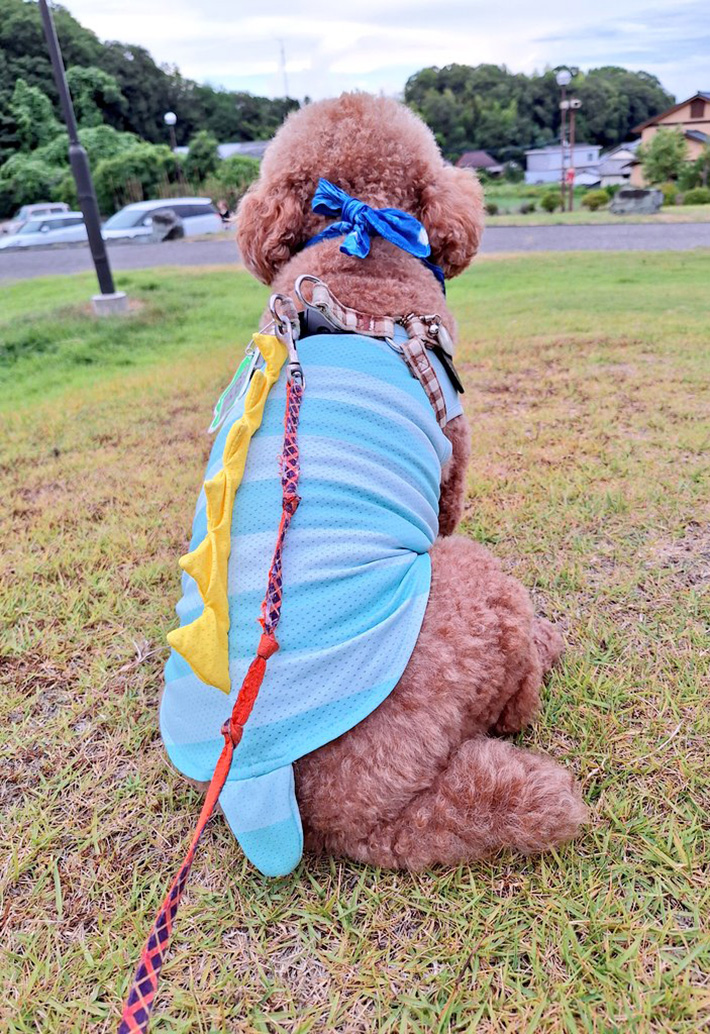 犬の写真