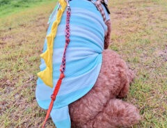 犬の写真