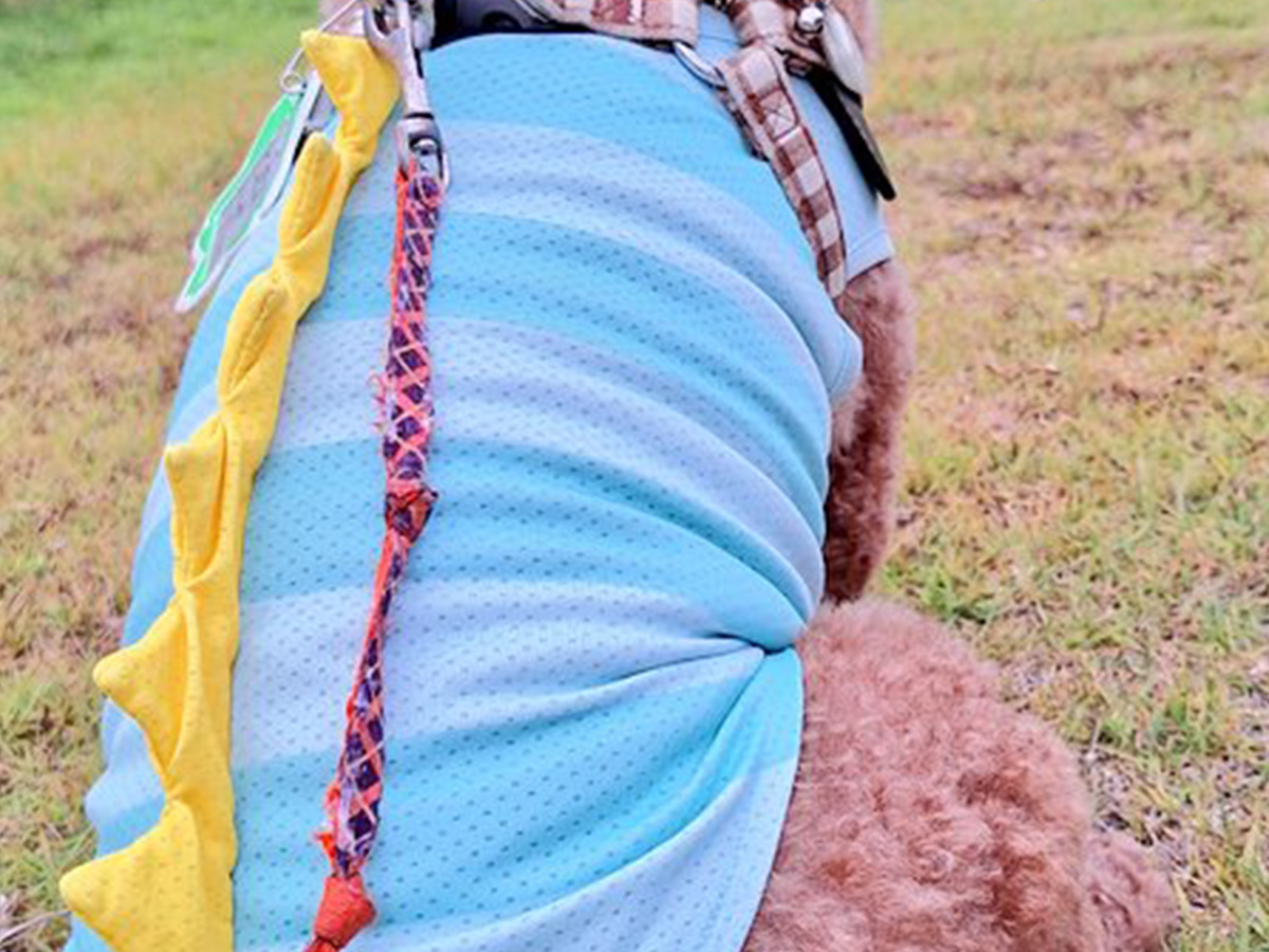 犬の写真