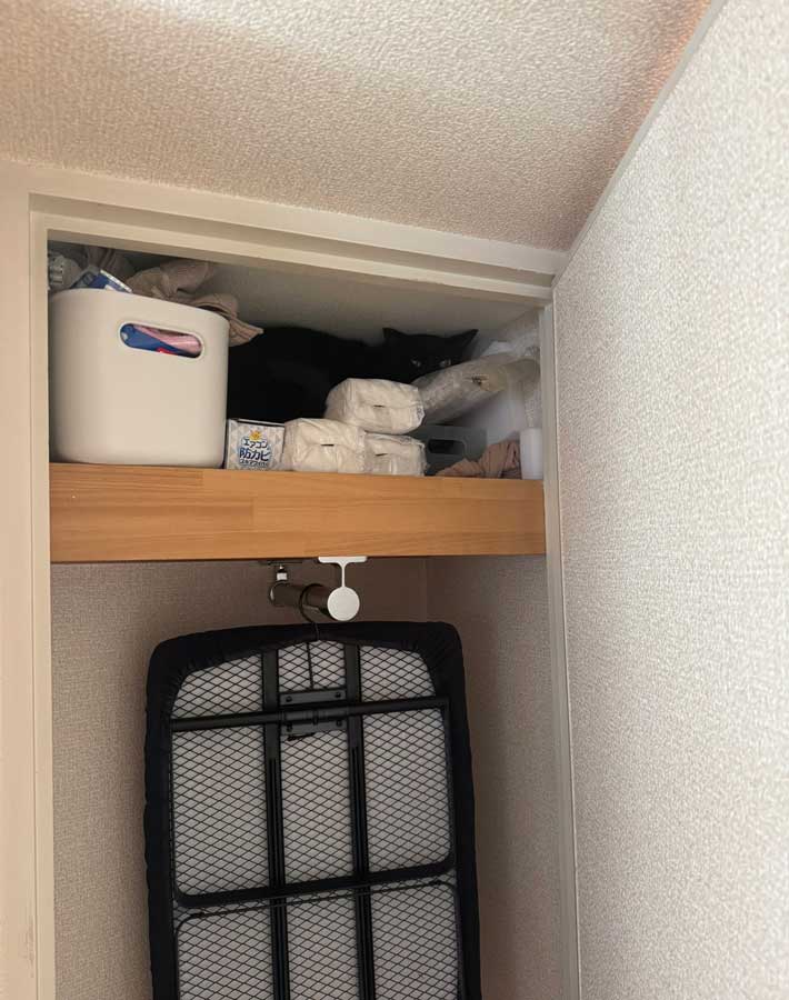 隠れる猫の写真