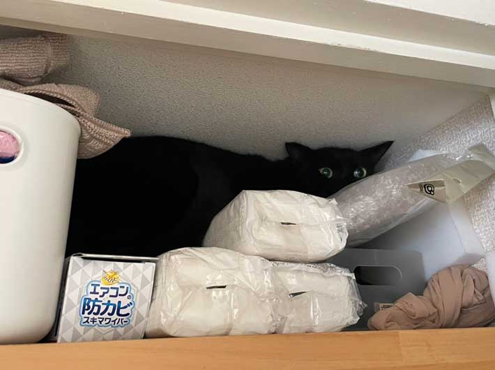 隠れる猫の写真