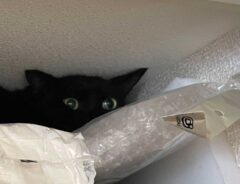 隠れる猫の写真