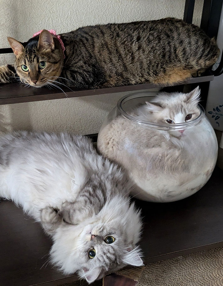 猫の写真