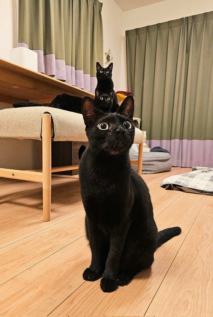 猫