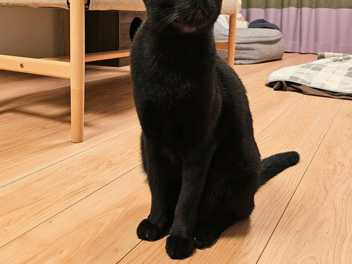 猫
