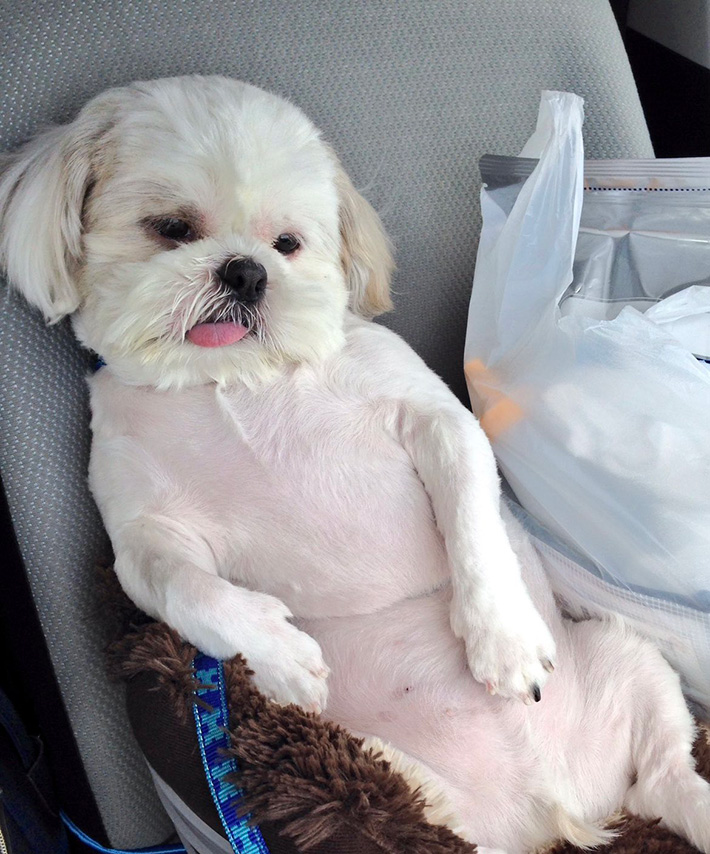 犬の写真