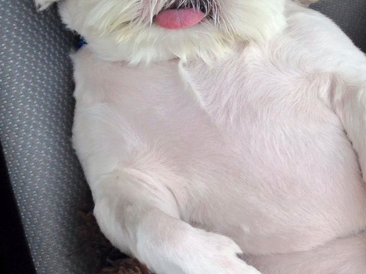 犬の写真