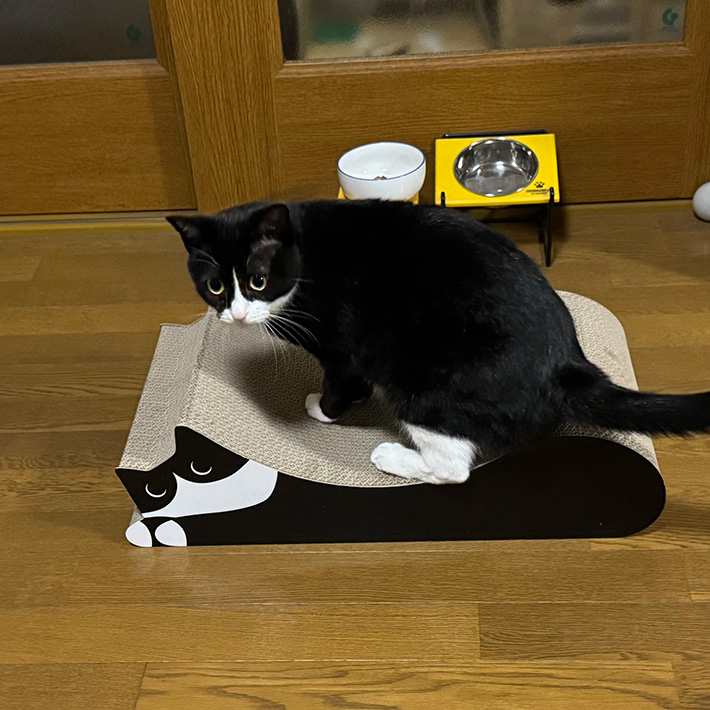 猫の写真