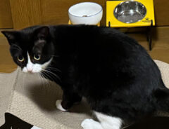 猫の写真