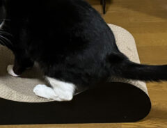 猫の写真
