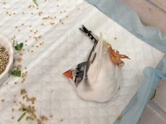 寝相が独特なキンカチョウの写真