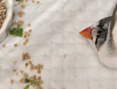 寝相が独特なキンカチョウの写真