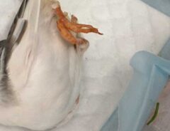 寝相が独特なキンカチョウの写真