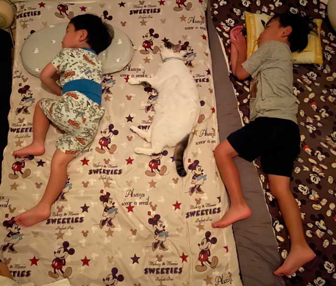 川の字になって寝る子供と猫の写真