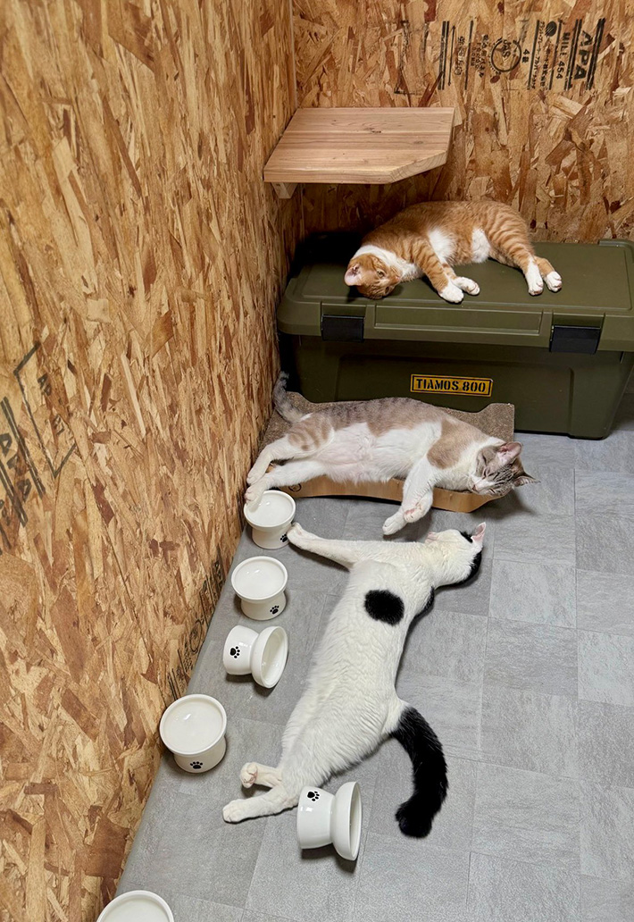 猫の写真