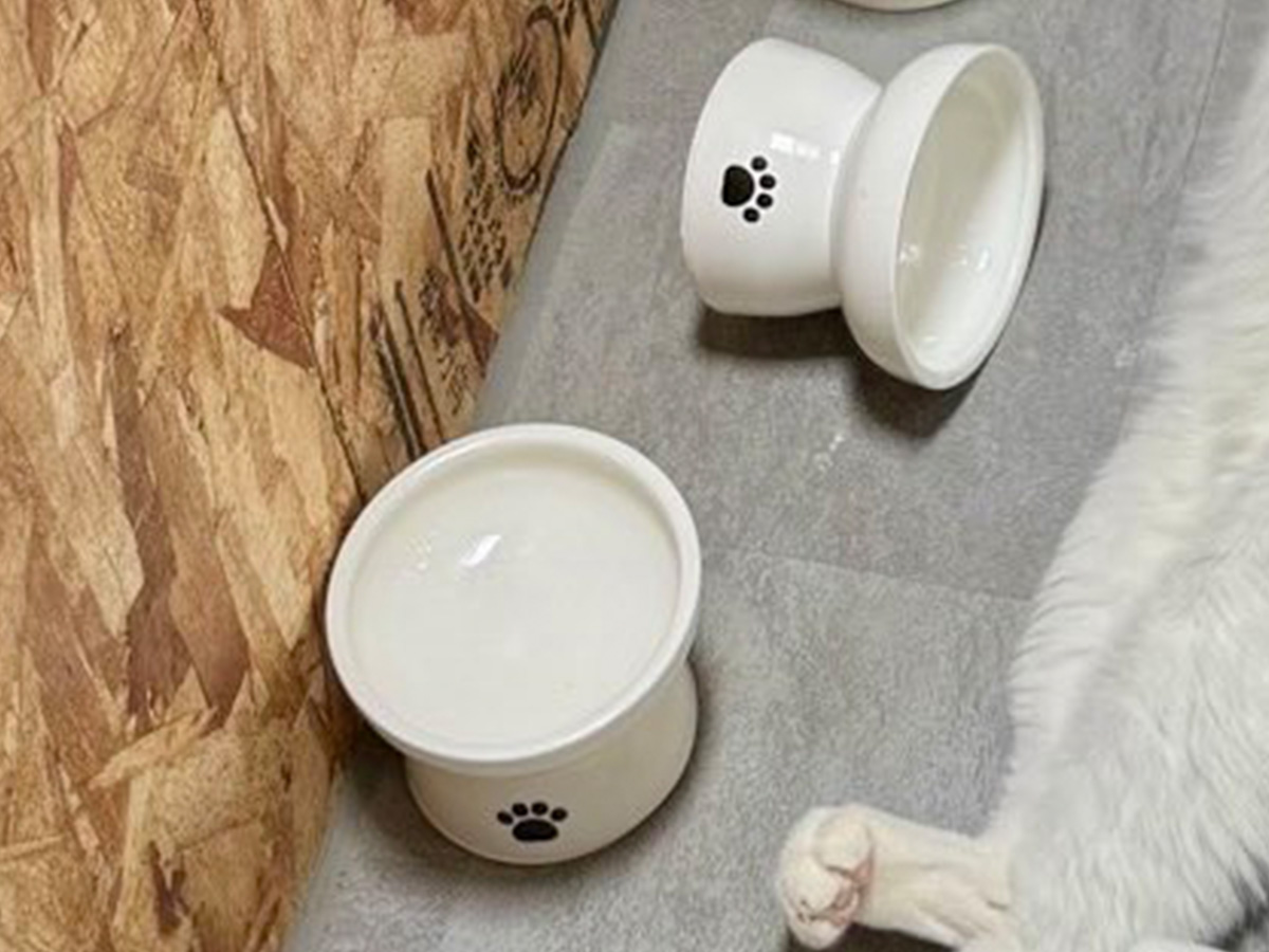 猫の写真