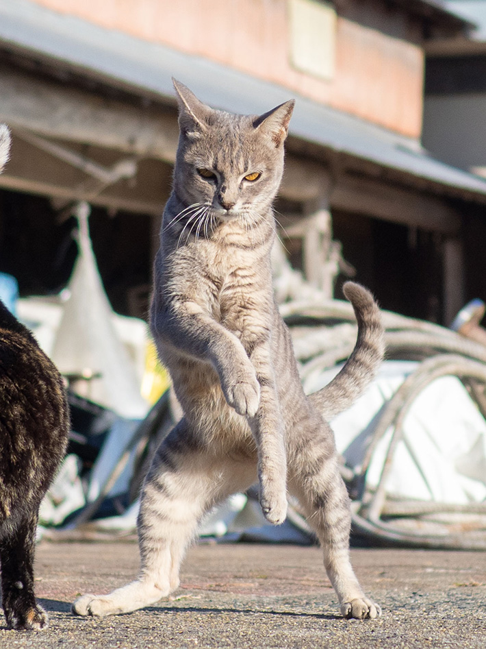 猫の写真