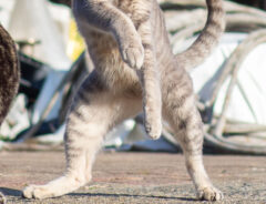 猫の写真