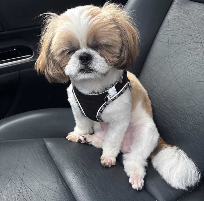 犬の写真