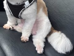 犬の写真