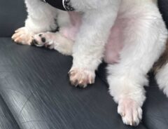 犬の写真