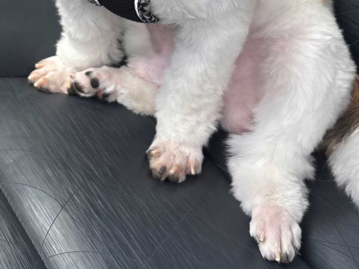 犬の写真