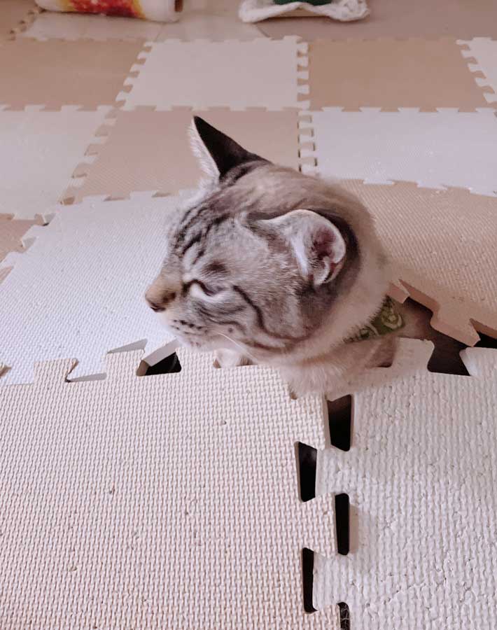 隠れる猫