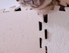 隠れる猫