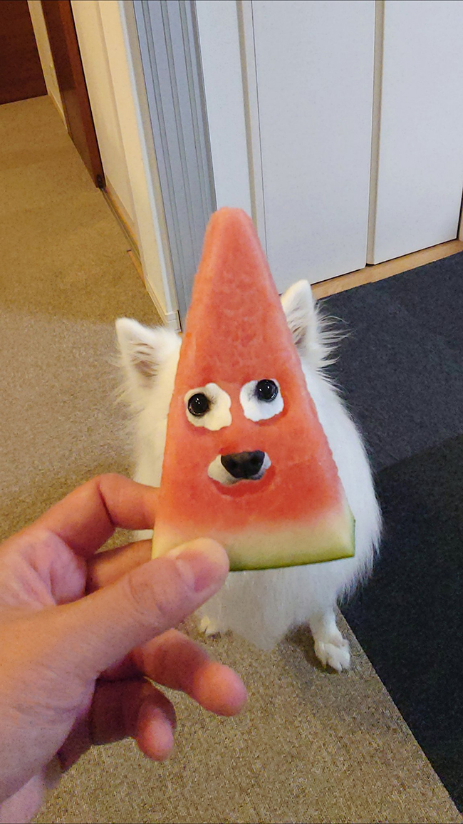 サモエド