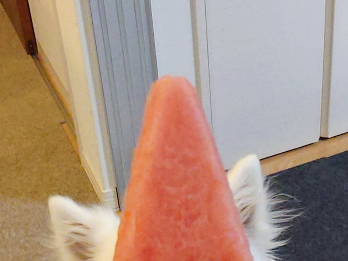 サモエド
