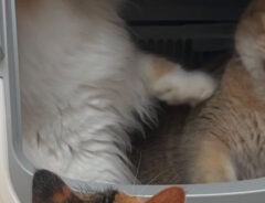 猫の写真